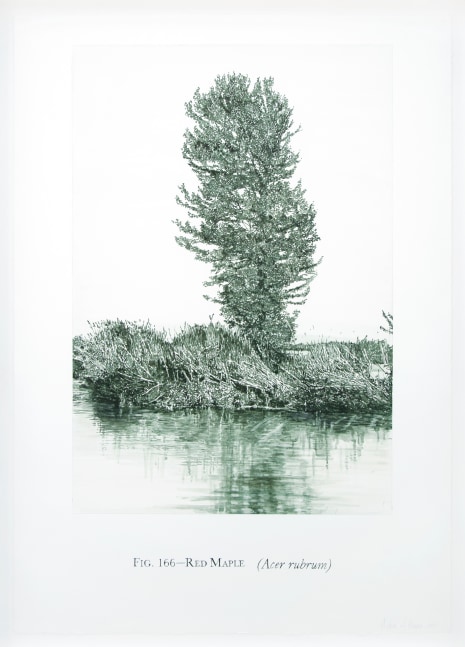 Helen Altman Fig. 166 - Red Maple, 2010 acrylic on paper 42" x 29 3/4" HA 301 Moody Gallery