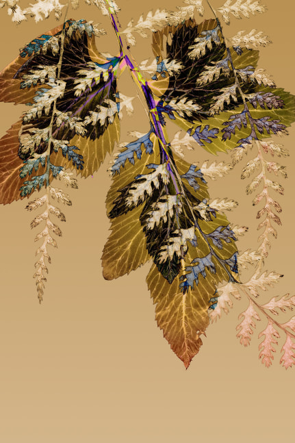 Dornith Doherty Fall, 2025 archival pigment print, ed: 5 36" x 24" DD 64