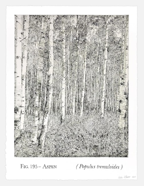 Helen Altman Fig. 195 - Aspen, 2025 acrylic on paper 30” x 22 3/4” HA 894, Moody Gallery