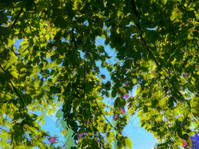 MANUAL (Hill &amp;amp; Bloom)
Yellow Birch Cycle #5, Sept 3 [4:09:23&amp;mdash;4:09:50 pm], 2015
archival pigment print, ed: 5
33 1/8&amp;quot; x 43 1/4&amp;quot;
M 573