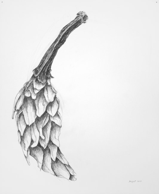 Tracye Wear Dried Night Blooming Cereus, 2020 graphite on paper 17" x 14" TW 74 moody Gallery