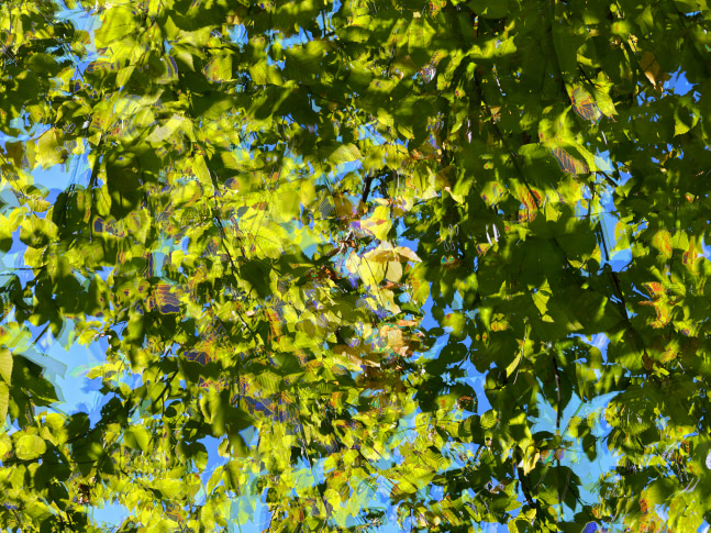 MANUAL (Hill &amp; Bloom) Yellow Birch Cycle #7, Sept 9 [2:52:35—2:53:14 pm], 2015 archival pigment print, ed: 5 33 1/8&quot; x 43 1/4&quot; M 593 Moody Gallery