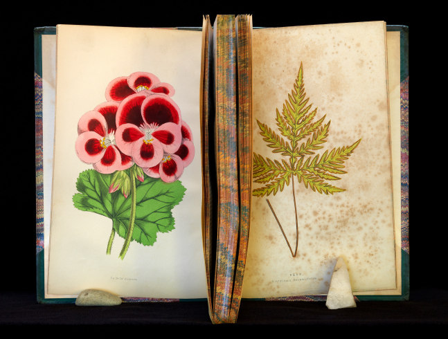 MANUAL (Hill & Bloom) Floral World, 2017 archival pigment print, ed: 5 17 1/8" x 23" M 605 Moody Gallery