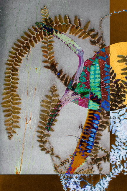 Dornith Doherty Thicket, 2025 archival pigment print, ed: 5 36" x 24" DD 63
