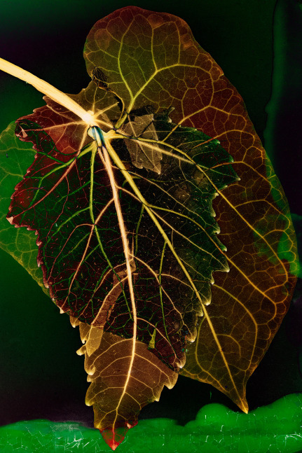 Dornith Doherty Entwined, 2025 archival pigment print, ed: 5 36" x 24" DD 65