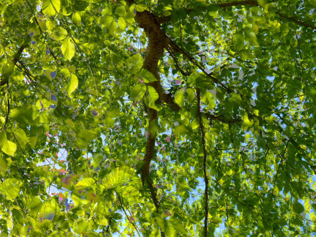 MANUAL (Hill &amp; Bloom) Yellow Birch Cycle #4, May 18 [10:39:21—10:42:17 am], 2015 archival pigment print, ed: 5 33 1/8&quot; x 43 1/4&quot; M 594 Moody Gallery
