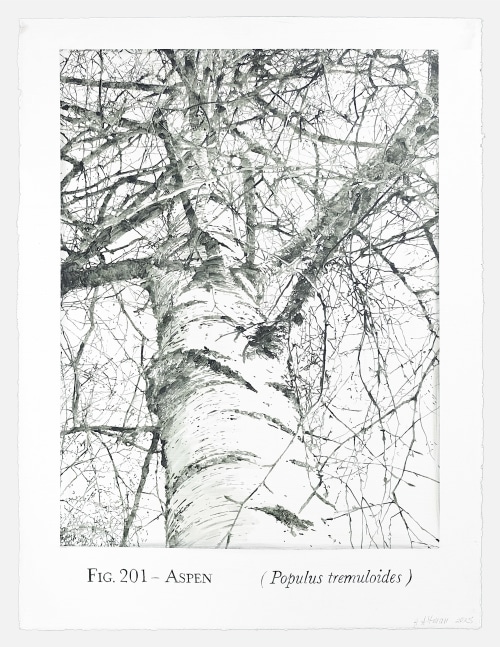 Helen Altman Fig. 201 - Aspen, 2025 acrylic on paper 30" x 22 3/4" HA 898