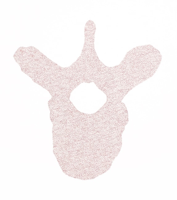 Seventh Cervical Vertebra, 2012 
Ink on paper
22 x 30 in. (55.9 x 76.2 cm)
Brow-1034-C