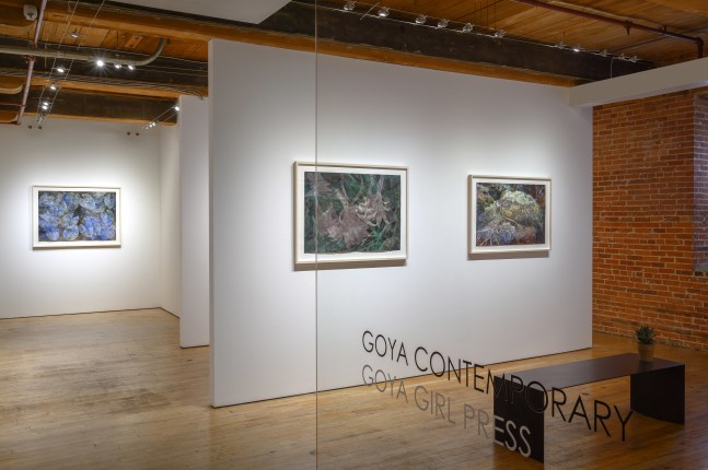 Christine Neill: Invasive, Endangered, Beneficial&amp;nbsp;at Goya Contemporary, Baltimore, MD.