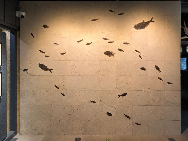 Fossil tile wall with a flow of large and small 50 million year old fossil fish
