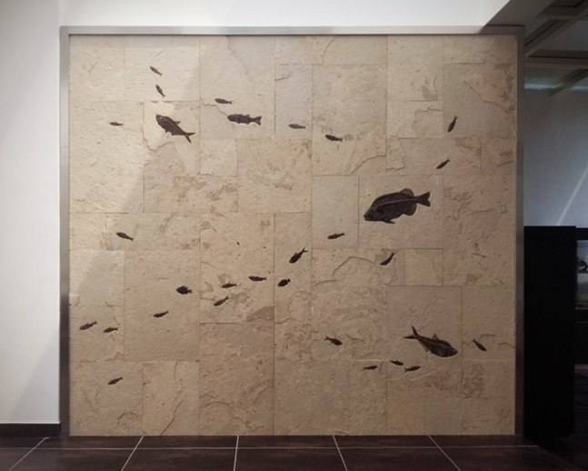 Fossil Tile wall containing a variety of fossil fish is framed in a metal frame