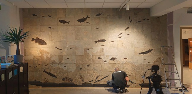 A custom-made fossil wall for the The Oslo Museum of Natural History, Oslo Norway.