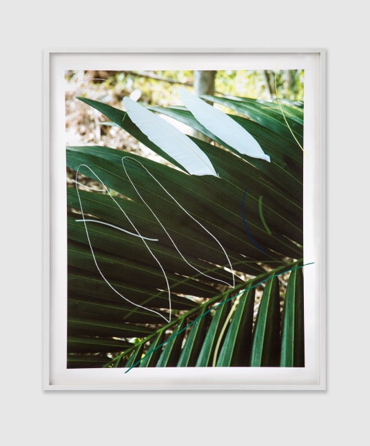 SAM FALLS  Untitled (Twin Feathers) 2016 Pastel on archival pigment print, framed   Frame 186.5 x 154.5 cm / 73 3/8 x 60 7/8 in   Unique  FALLS42432