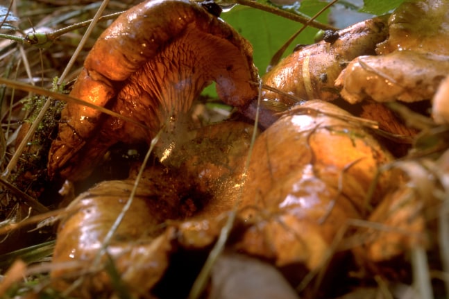 Untitled (Funghi 30)

1998/2008

Inkjet colour print, framed

74 x 107 cm / 29 1/8 x 42 1/8 in

Frame &amp;nbsp;76 x 109 x 3.5 cm / 29 7/8 x 42 7/8 x 1 3/8 in

&amp;copy; Estate Peter Fischli David Weiss