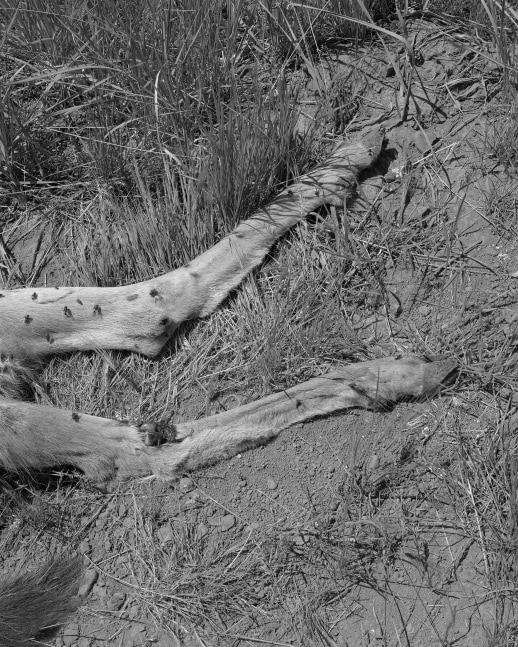 Torbjørn Rødland Wampus Springs 2011–2018 Silver gelatin print