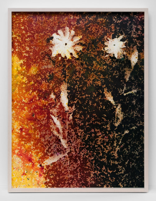 painting by Sam Falls