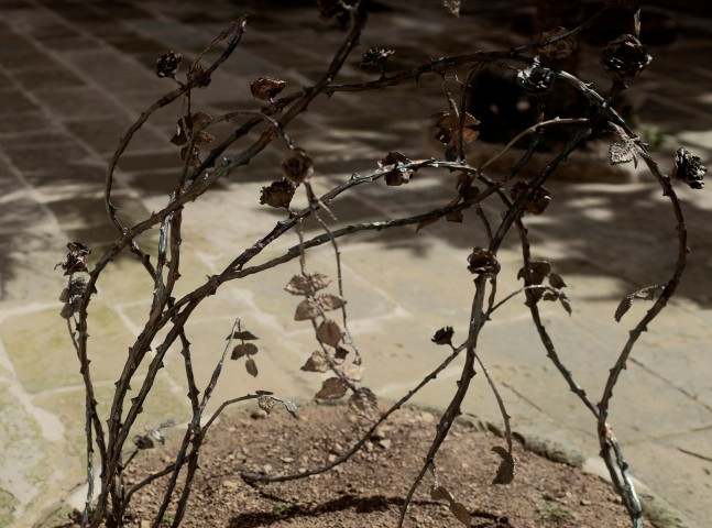 Installation view, Jean-Marie Appriou, The Briar Rose (rosa x centifolia), Malta Bienale, Malta, 2024