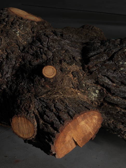 Installation view of sculptures by Trisha Donnelly