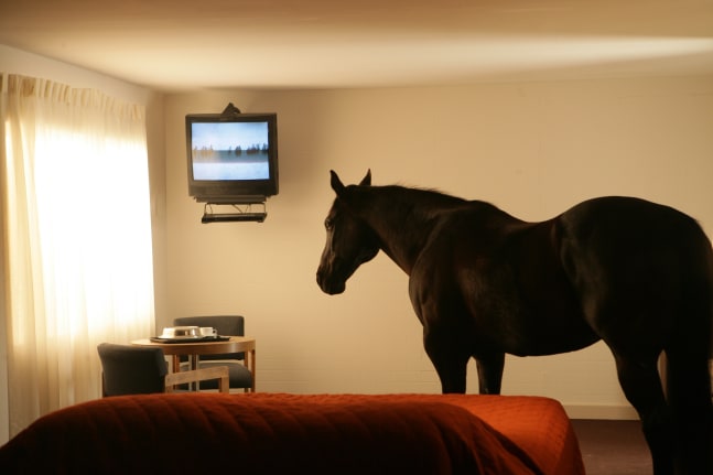 Film still by Doug Aitken, Migration 2008 Video installation; DVD, single channel, linear version Edition of 4 18 min