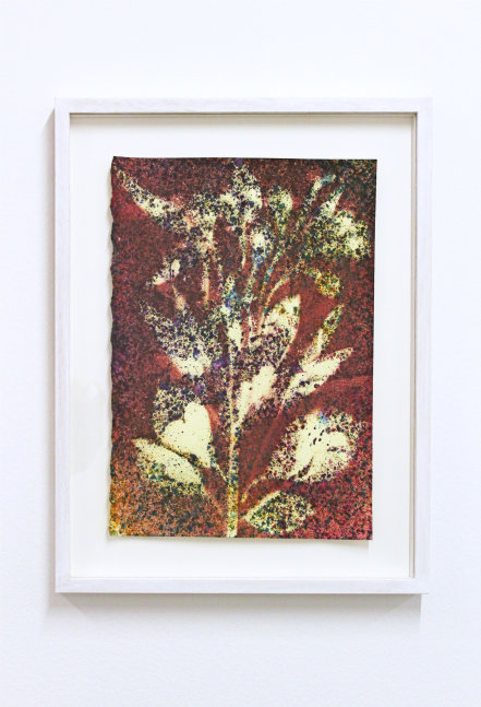 SAM&amp;nbsp;FALLS&amp;nbsp;
Untitled (Glendale, CA, studio garden, 2)
2018
Pigment on paper
Sheet 35.5 x 25.5 cm / 14 x 10 inches
Frame 48.5 x 37.5 x 4 cm / 19 1/8 x 14 3/4 x 1 5/8 inches