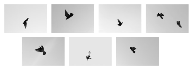 SHANNON EBNER  SIGNAL ESCAPES 2017 Archival Pigment Print mounted on aluminum, 7 parts  Ed. 1/5 + 2 AP Each 34.5 x 51 cm / 13 1/2 x 20 in  EBNER43508