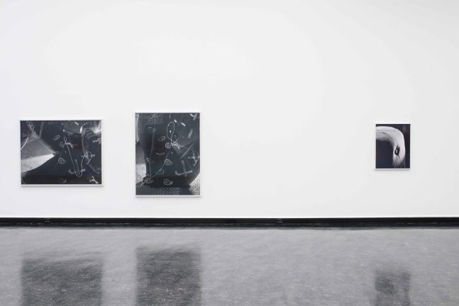 Installation view of photographs by Torbjørn Rødland