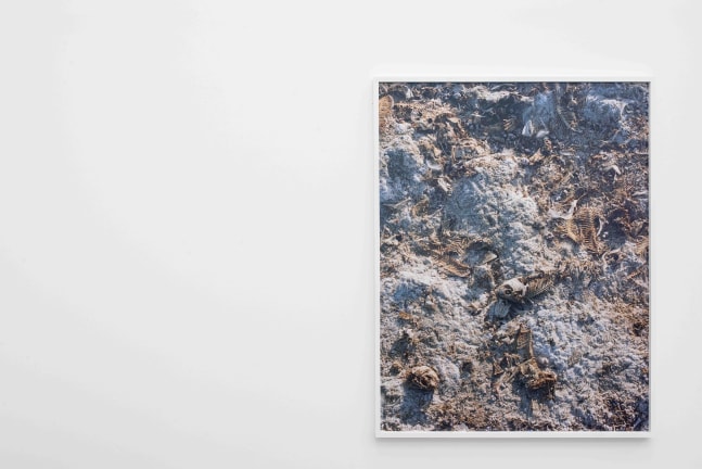 Installation view of photographs by Torbjørn Rødland