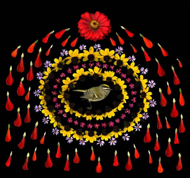 Portia Munson, Golden Crowned Kinglet, 2011