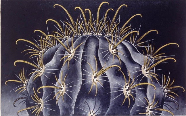 Martin Wong
Ferocactus peninsulae v. viscainensis, 1997-98
acrylic on canvas
30 x 48 in.
76.2 x 121.92 cm