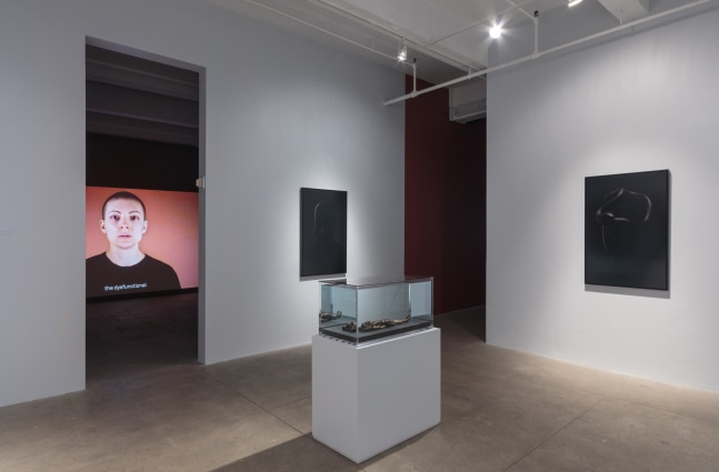 Carlos Motta, Conatus install 5