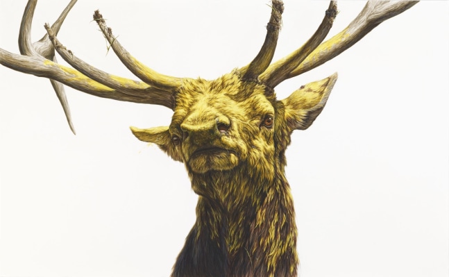 George Boorujy, Pulsar, 2014