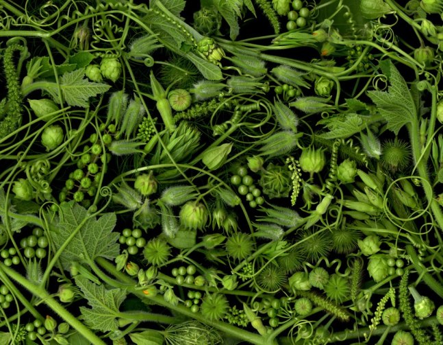 Portia Munson, Verdant Aftermath, 2011