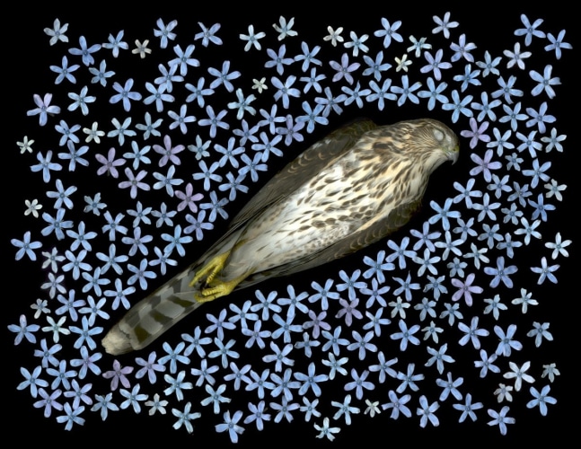 Portia Munson, Sharp Shinned Hawk, 2016