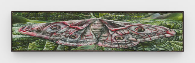 Srijon Chowdhury
moth, 2024
oil on linen
26 x 6 ins.
66 x 15.2 cm