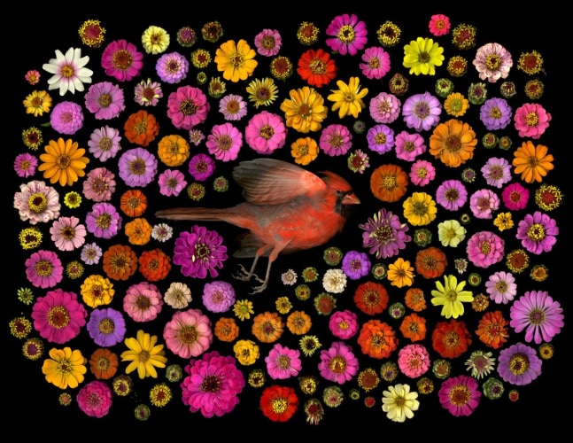 Portia Munson, Cardinal, 2016