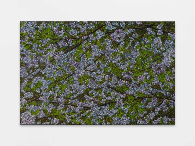 Srijon Chowdhury
Cherry Blossoms, 2025
oil on primed linen
48 x 72 ins.
121.9 &amp;times; 182.88 cm