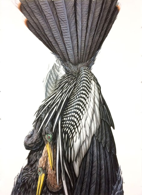 George Boorujy, Anhinga, 2017