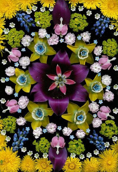 Portia Munson, Wild Tulip, 2004