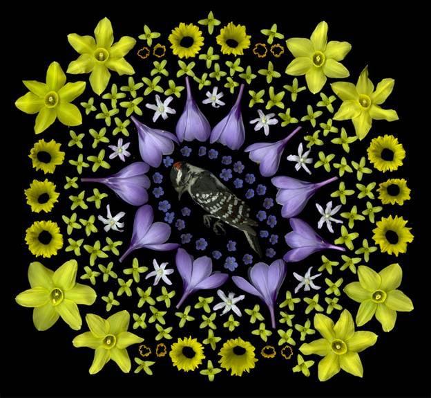 Portia Munson, Downy Woodpecker, 2013