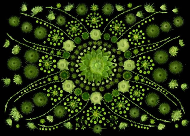 Portia Munson, Calendula Sunflower, 2013