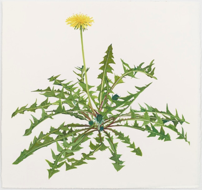 Jessica Rohrer, Dandelion 1, 2013