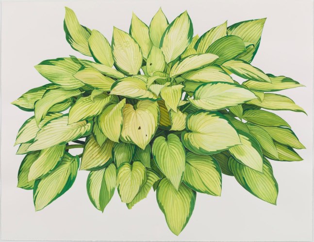 Jessica Rohrer, Hosta 2 (Yellow and Green), 2014