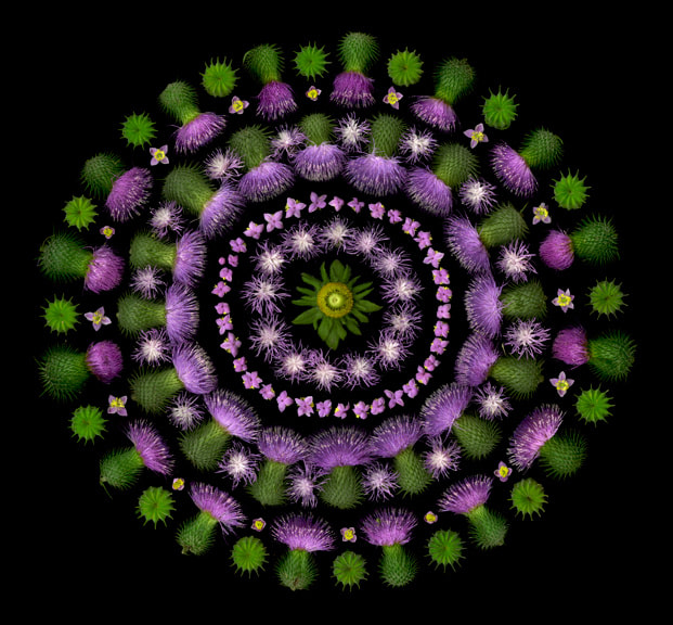 Portia Munson, Thistle, 2013