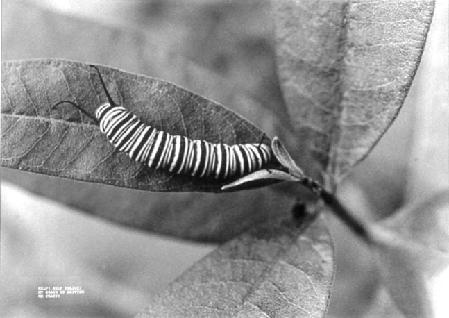 David Wojnarowicz

My Brain is Driving Me Crazy,&amp;nbsp;1990

silver print

22 3/4 x 27 ins.

57.8 x 68.6 cm