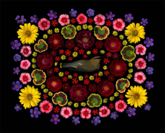 Portia Munson, Cedar Wax Wing, 2011