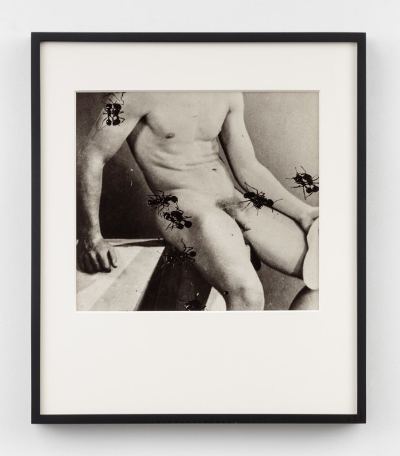 David Wojnarowicz, Untitled (Desire) from the Ant Series, 1988-89