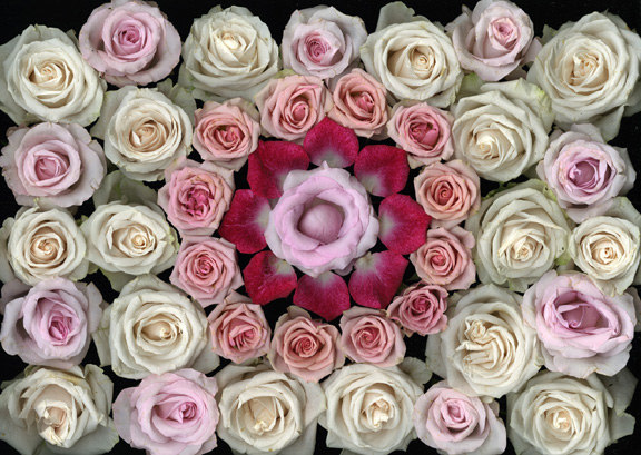 Portia Munson, Rose Bed, 2006