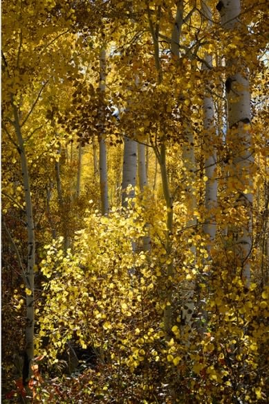 Aspen Autumn Light VIII, 2014