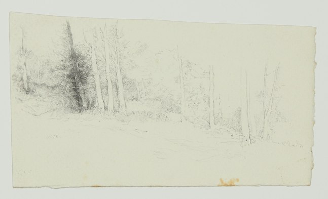 Ink drawing of trees in a landscape