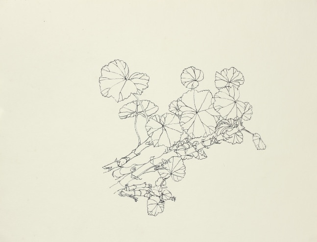 Untitled, ink on paper, 10 x 13 1/8 inches